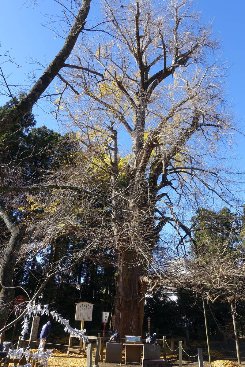 f:id:kojikint70:20201207172156j:plain