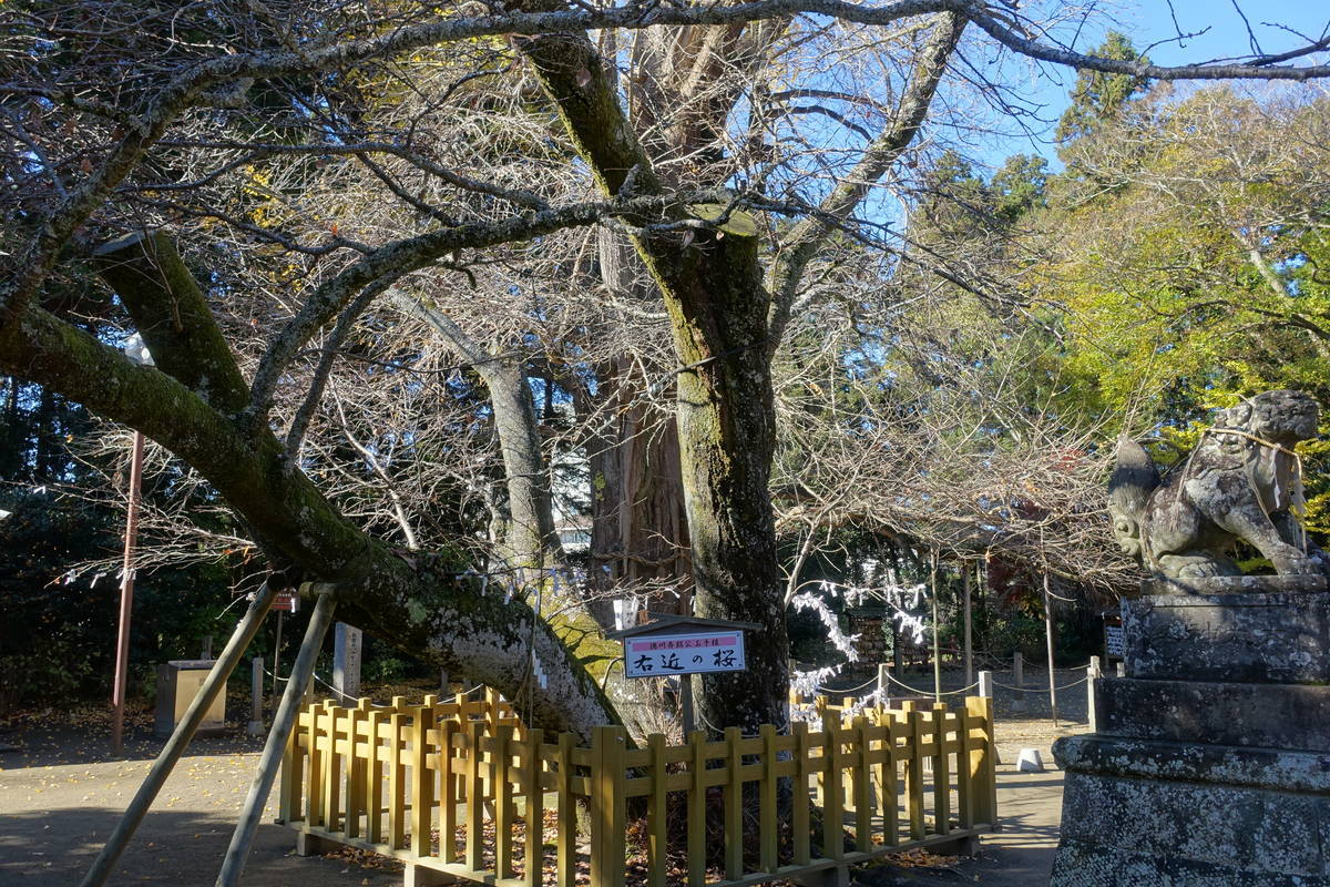 f:id:kojikint70:20201207174007j:plain