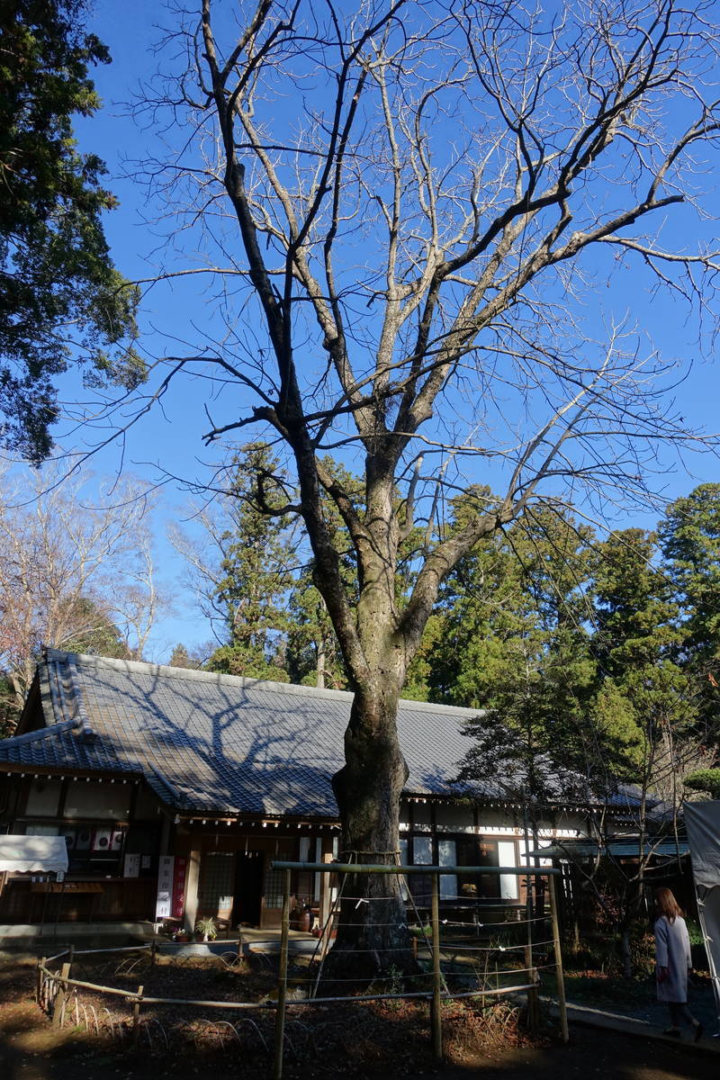 f:id:kojikint70:20201220174113j:plain