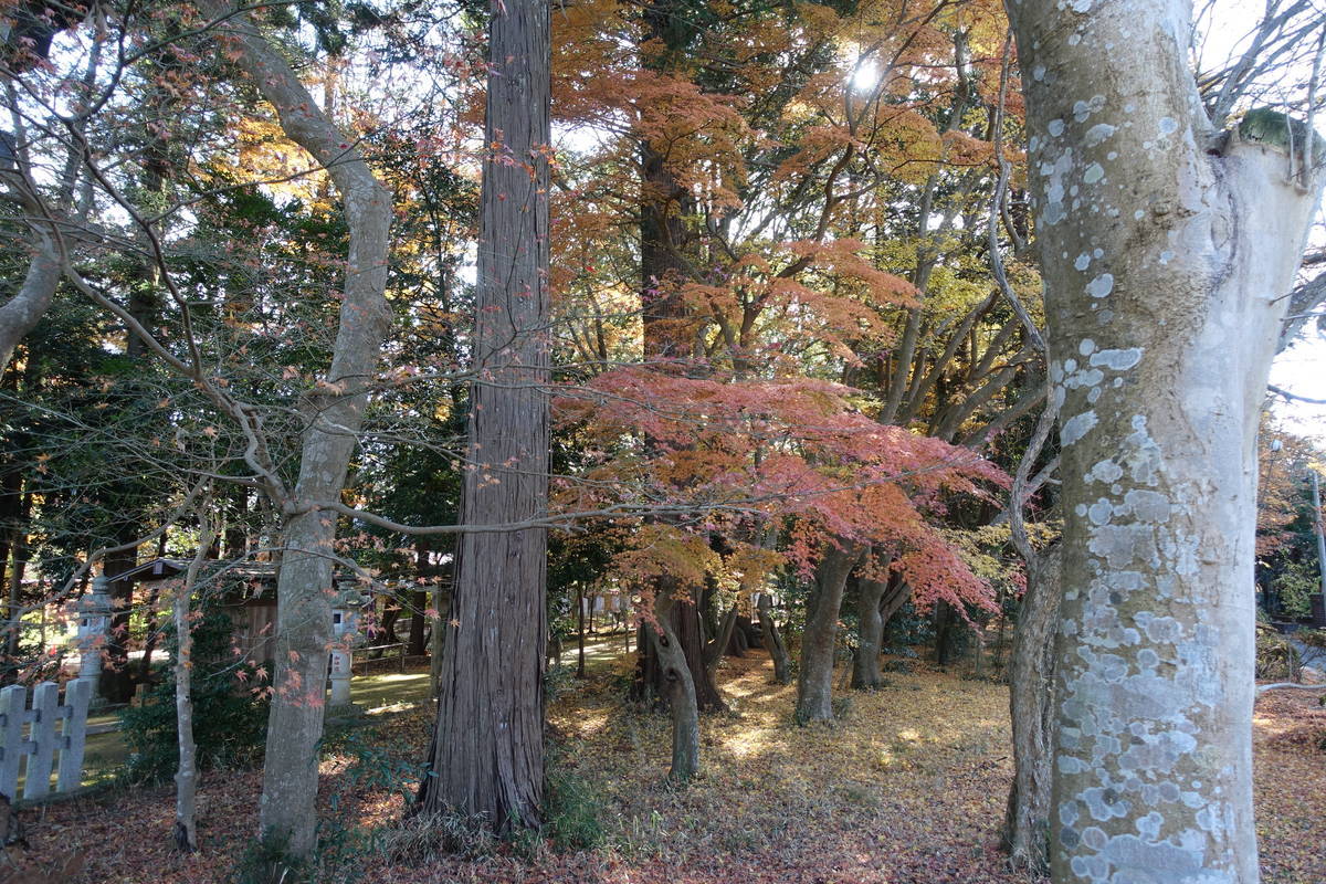f:id:kojikint70:20201220174404j:plain