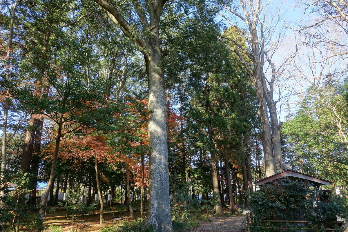 f:id:kojikint70:20201220174514j:plain