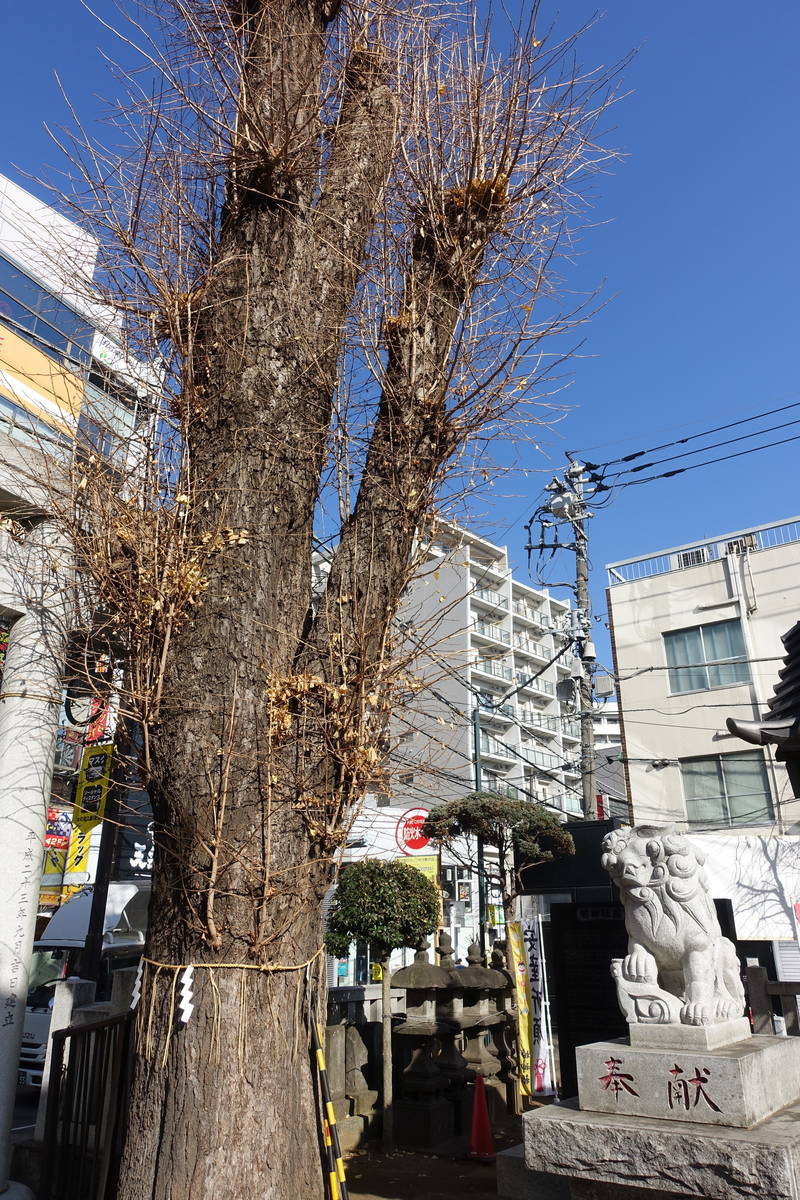 f:id:kojikint70:20210107131728j:plain