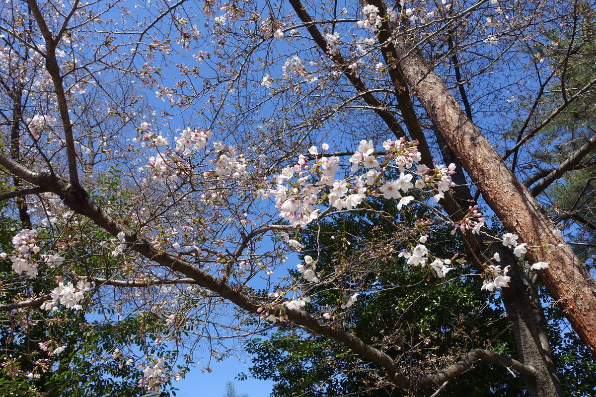 f:id:kojikint70:20210324211119j:plain