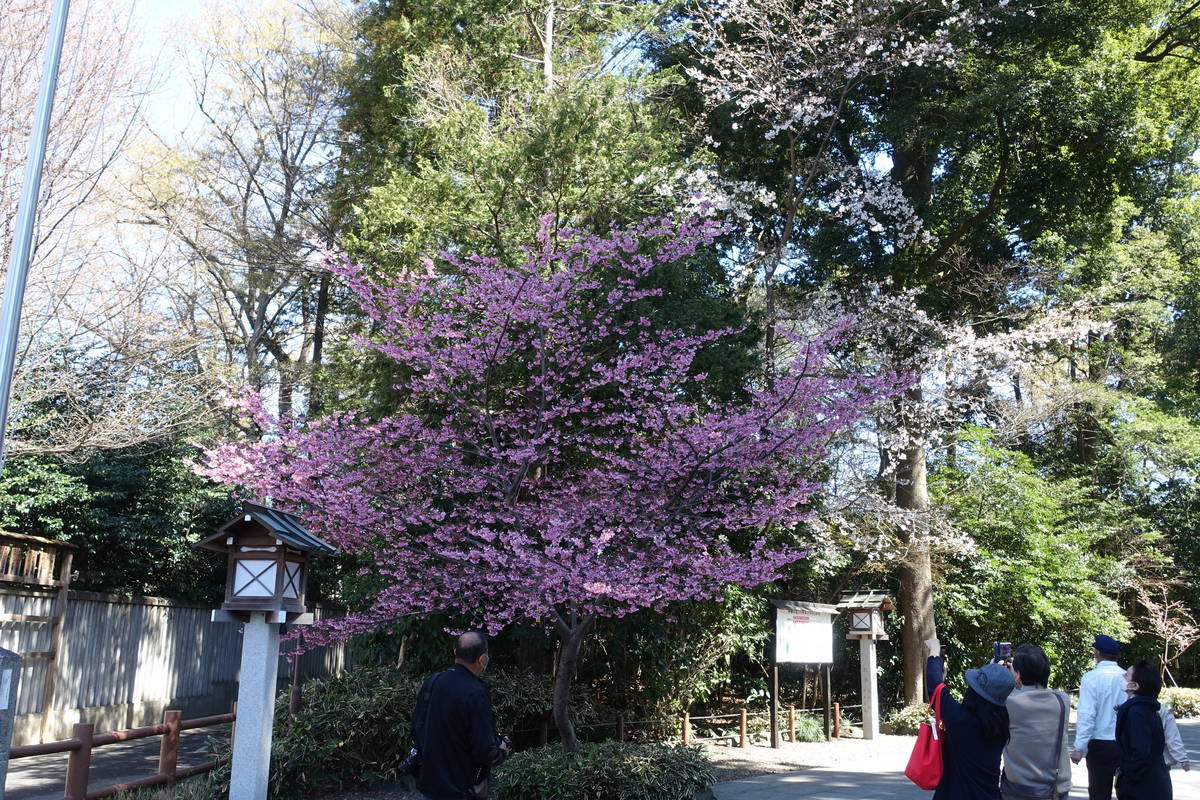 f:id:kojikint70:20210324211247j:plain