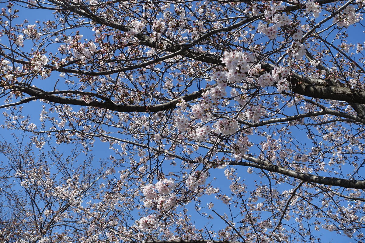 f:id:kojikint70:20210324211357j:plain