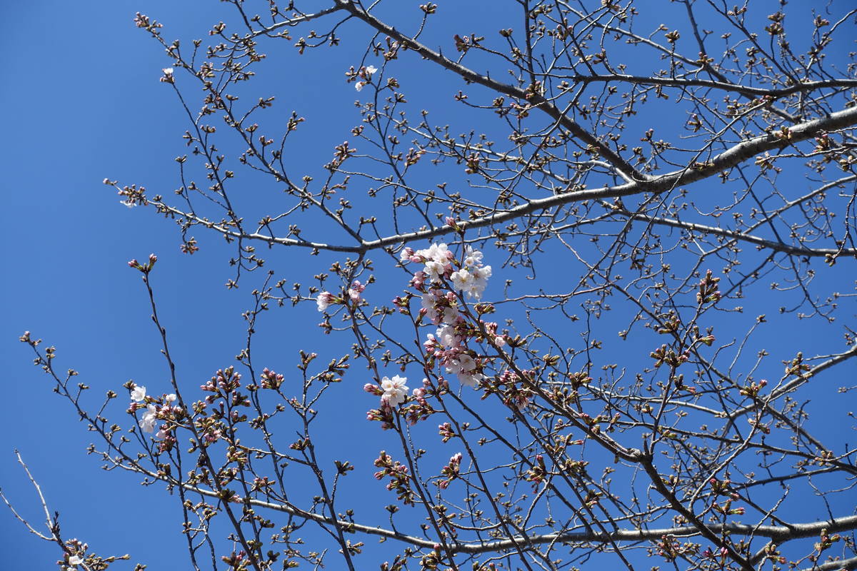 f:id:kojikint70:20210324212455j:plain