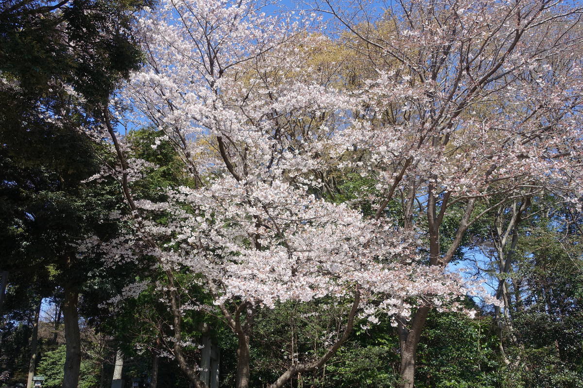 f:id:kojikint70:20210325055144j:plain