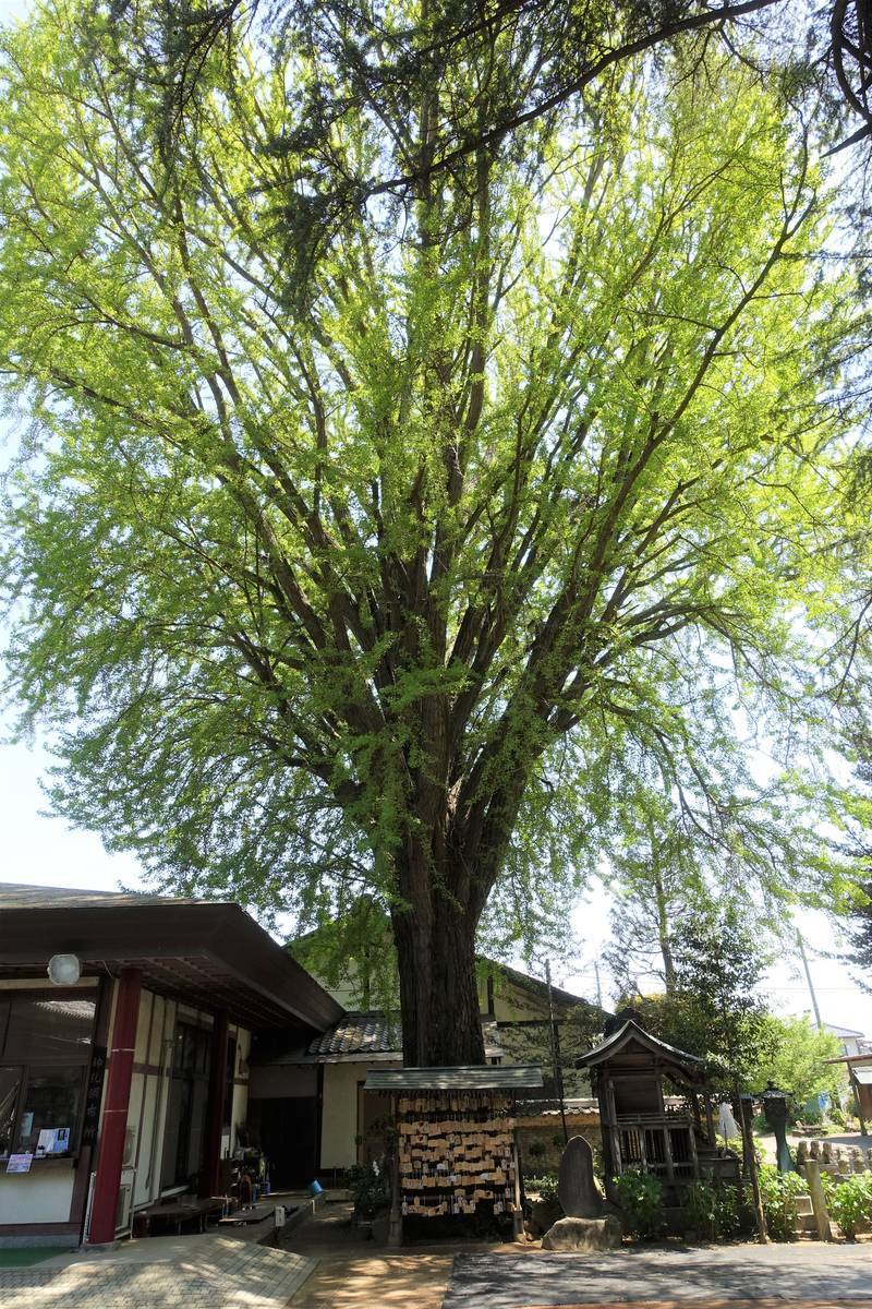 f:id:kojikint70:20210422134720j:plain