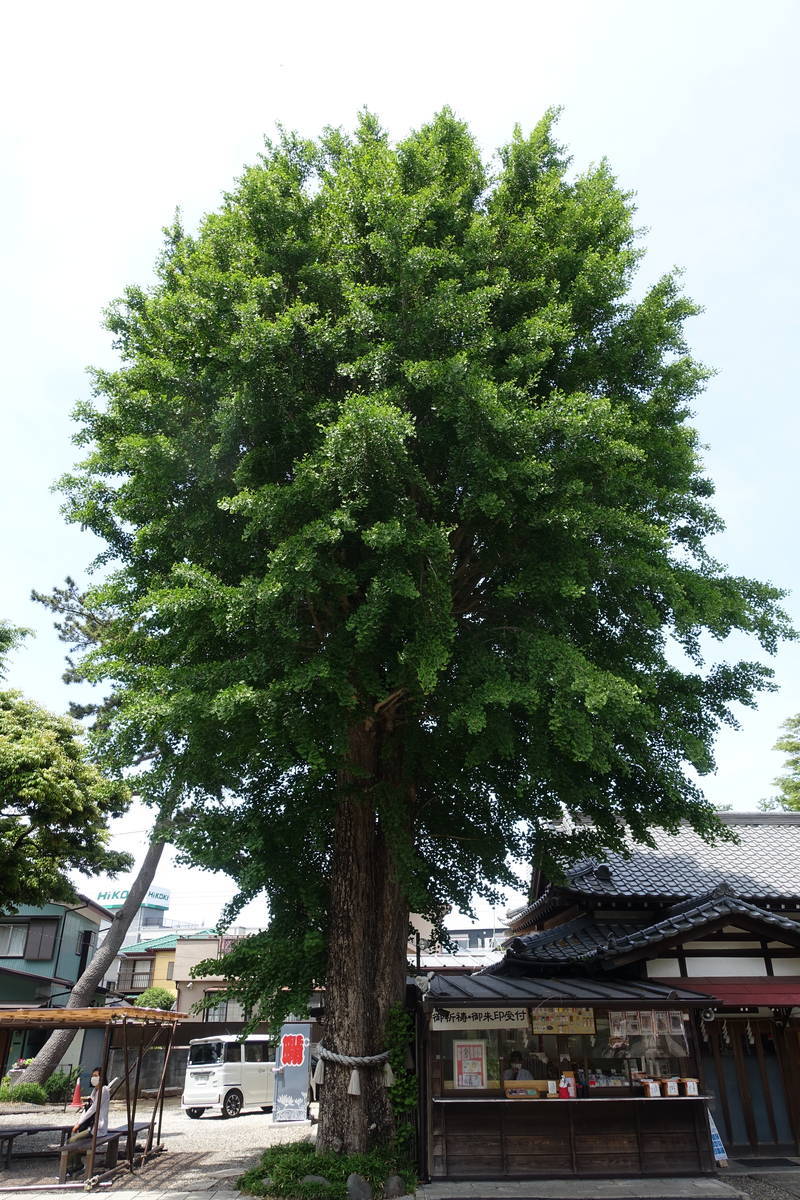 f:id:kojikint70:20210515145155j:plain