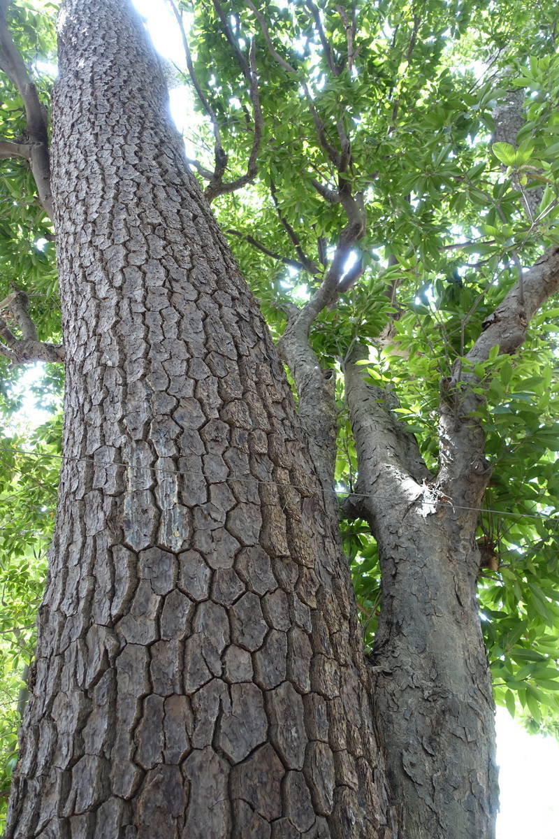 f:id:kojikint70:20210605062308j:plain