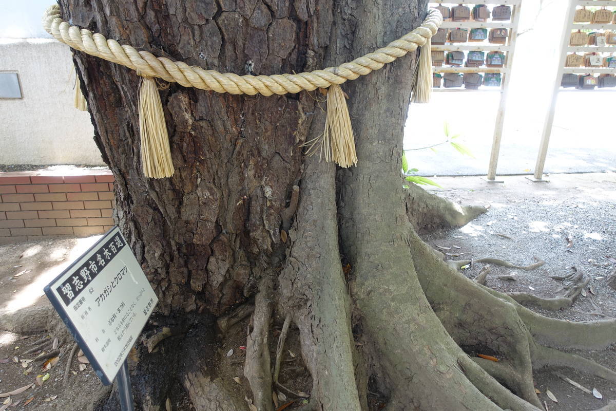 f:id:kojikint70:20210605062505j:plain