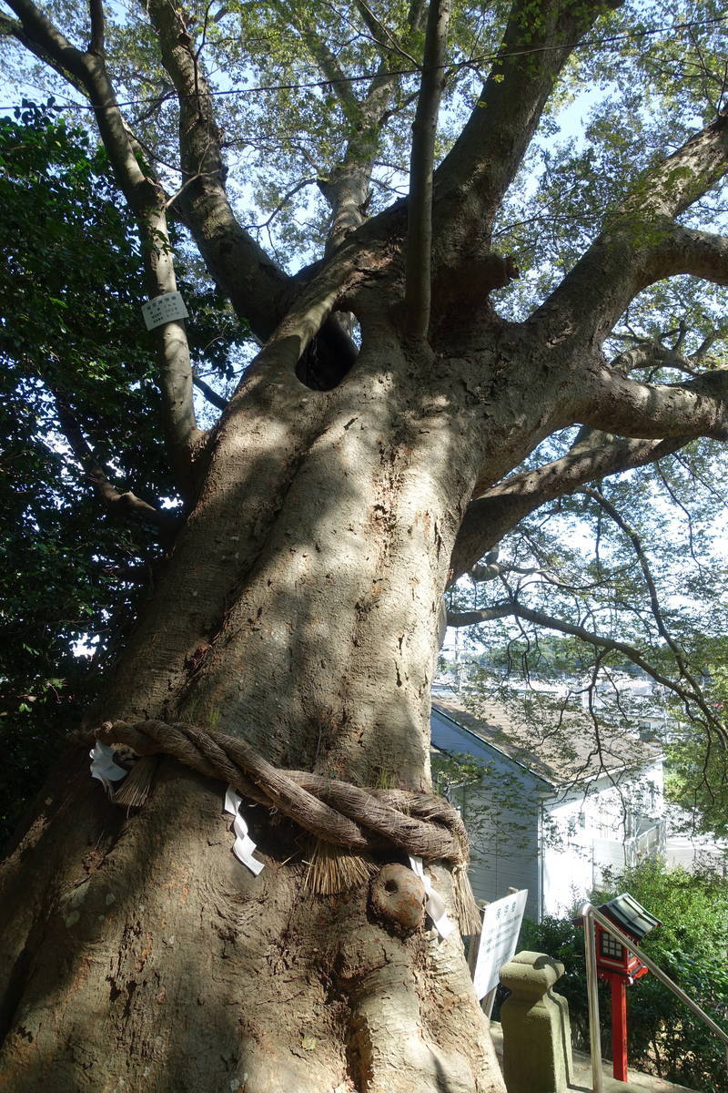 f:id:kojikint70:20210915111644j:plain