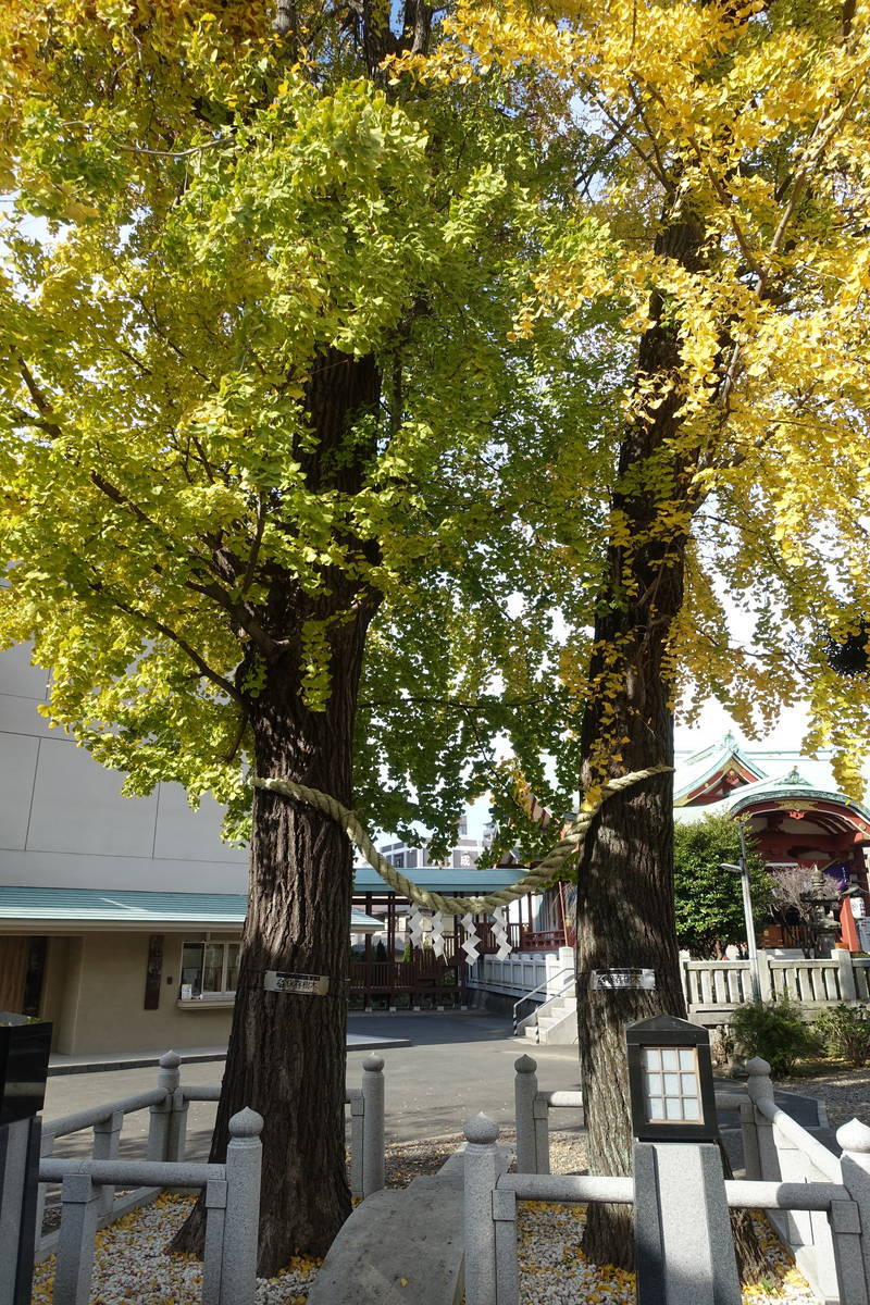f:id:kojikint70:20211203143600j:plain