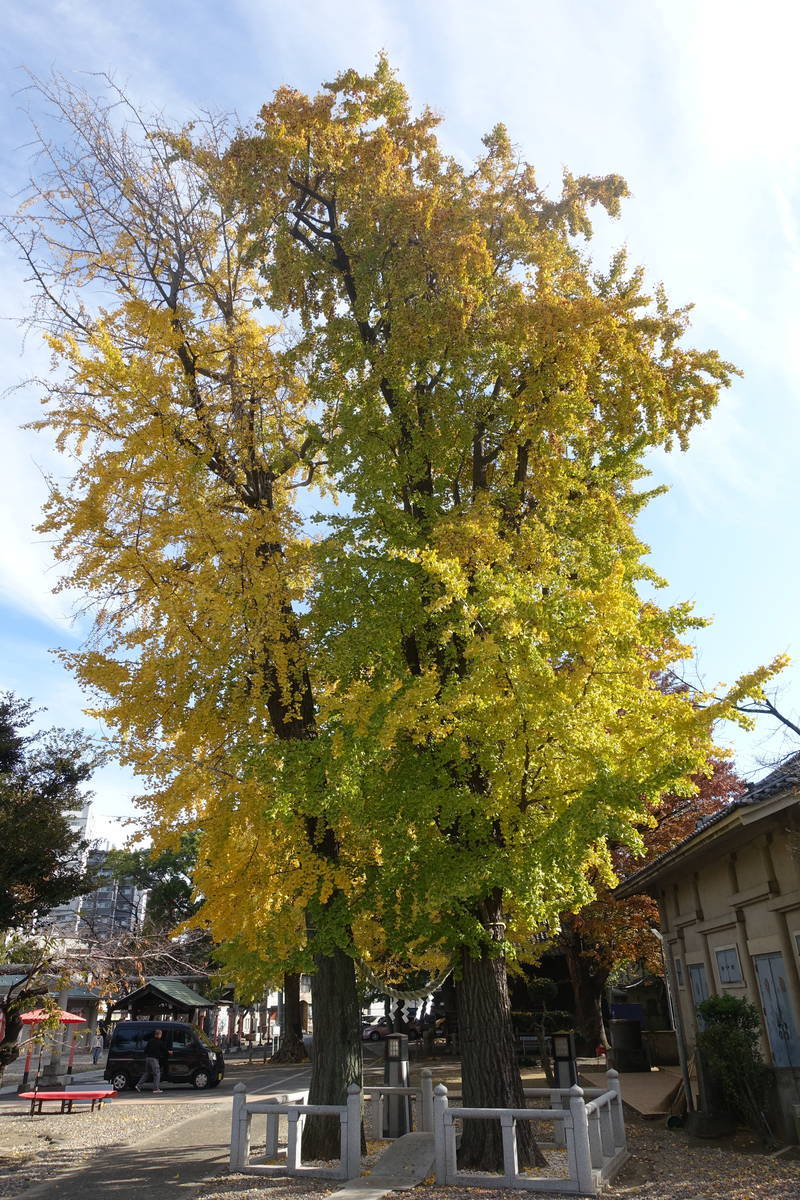 f:id:kojikint70:20211203143734j:plain