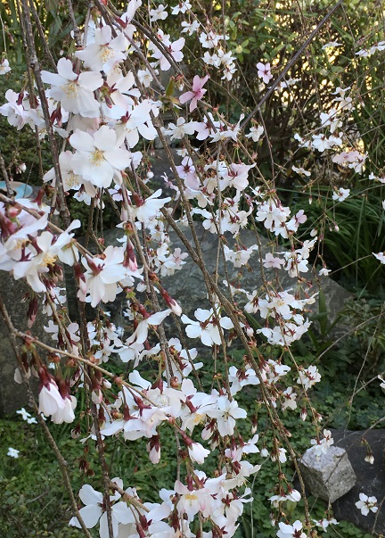 f:id:kojimarux:20190324153102j:plain f:id:kojimarux:20190324153102j:plain