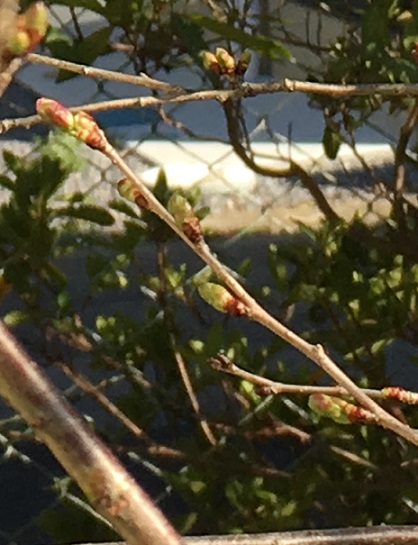 f:id:kojimarux:20190324153126j:plain f:id:kojimarux:20190324153126j:plain
