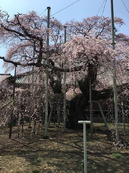 f:id:kojimarux:20190327122754j:plain f:id:kojimarux:20190327122754j:plain
