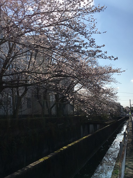 f:id:kojimarux:20190331215242j:plain f:id:kojimarux:20190331215242j:plain