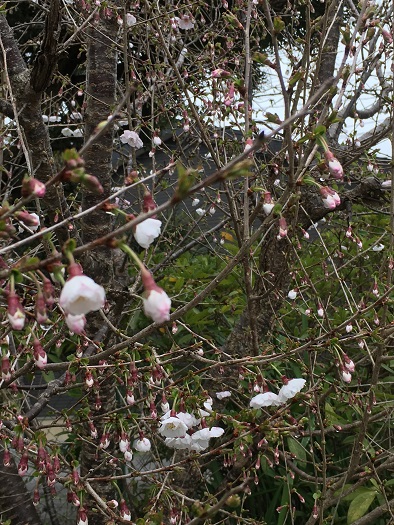 f:id:kojimarux:20190331221926j:plain f:id:kojimarux:20190331221926j:plain