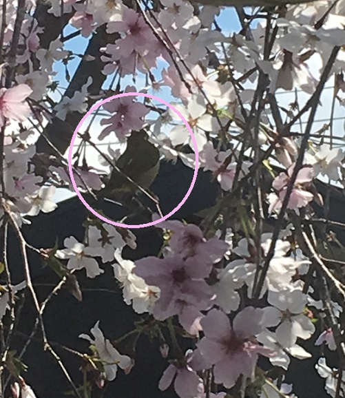 f:id:kojimarux:20190402210814j:plain f:id:kojimarux:20190402210814j:plain