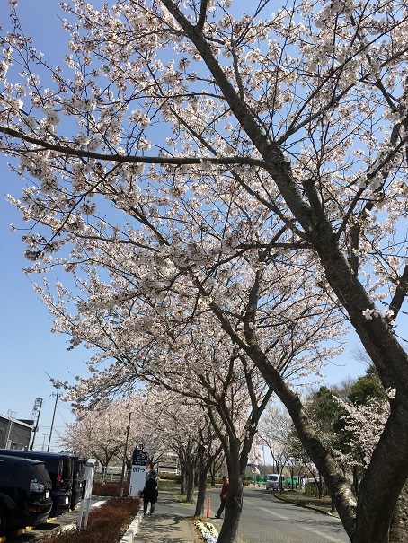 f:id:kojimarux:20190406123741j:plain f:id:kojimarux:20190406123741j:plain
