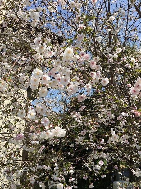 f:id:kojimarux:20190406131537j:plain f:id:kojimarux:20190406131537j:plain