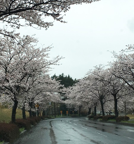 f:id:kojimarux:20190410135454j:plain f:id:kojimarux:20190410135454j:plain
