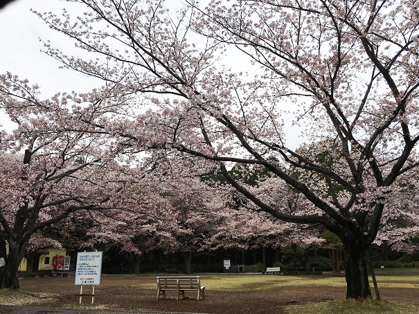 f:id:kojimarux:20190410135602j:plain f:id:kojimarux:20190410135602j:plain