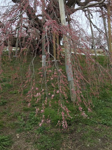 f:id:kojimarux:20190412211329j:plain f:id:kojimarux:20190412211329j:plain