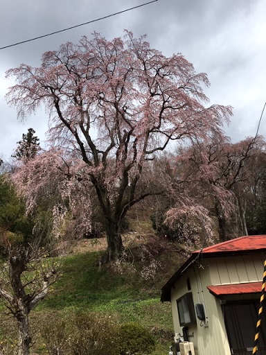 f:id:kojimarux:20190412215201j:plain f:id:kojimarux:20190412215201j:plain