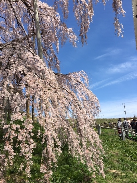 f:id:kojimarux:20190420204003j:plain f:id:kojimarux:20190420204003j:plain