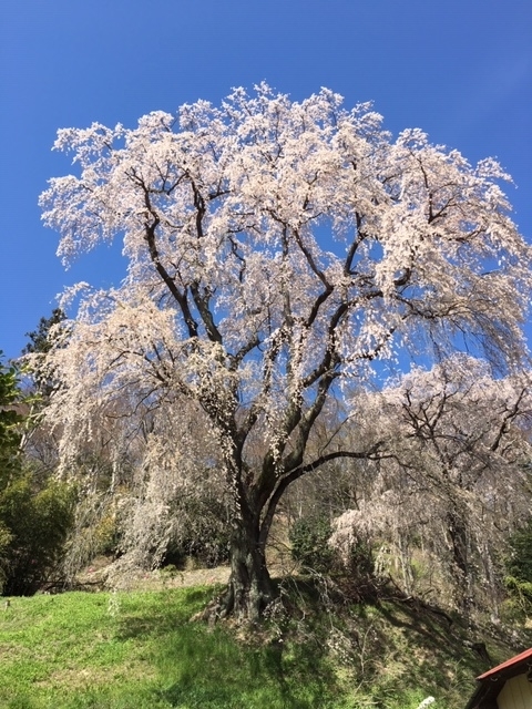 f:id:kojimarux:20190420204650j:plain f:id:kojimarux:20190420204650j:plain