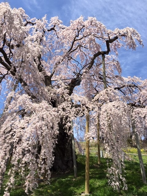 f:id:kojimarux:20190421133343j:plain f:id:kojimarux:20190421133343j:plain