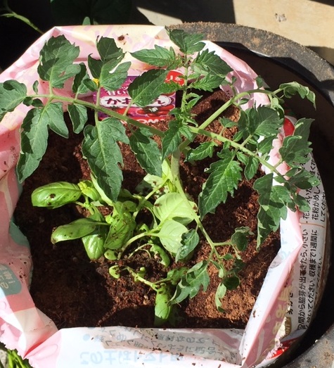 f:id:kojimarux:20190504141300j:plain f:id:kojimarux:20190504141300j:plain