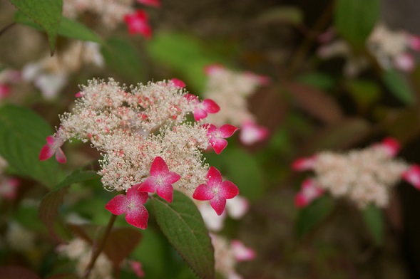 f:id:kojimarux:20190518154634j:plain f:id:kojimarux:20190518154634j:plain