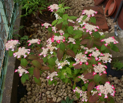 f:id:kojimarux:20190518154648j:plain f:id:kojimarux:20190518154648j:plain