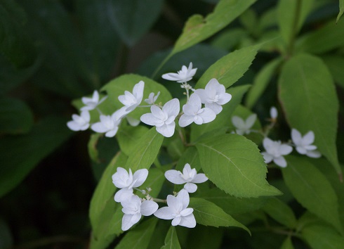 f:id:kojimarux:20190518154725j:plain f:id:kojimarux:20190518154725j:plain