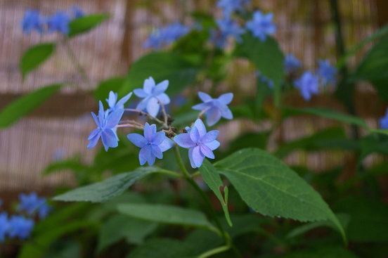 f:id:kojimarux:20190518154747j:plain f:id:kojimarux:20190518154747j:plain