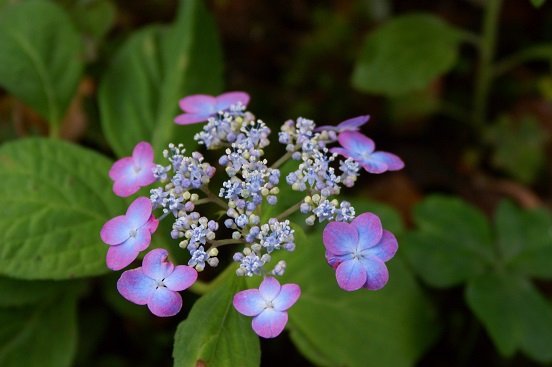 f:id:kojimarux:20190518154842j:plain f:id:kojimarux:20190518154842j:plain