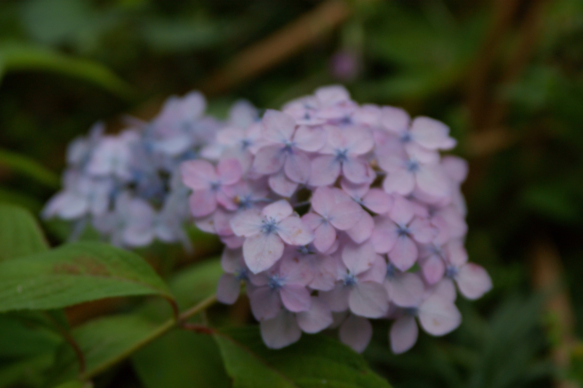f:id:kojimarux:20190518154911j:plain f:id:kojimarux:20190518154911j:plain