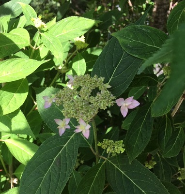 f:id:kojimarux:20190526031034j:plain f:id:kojimarux:20190526031034j:plain