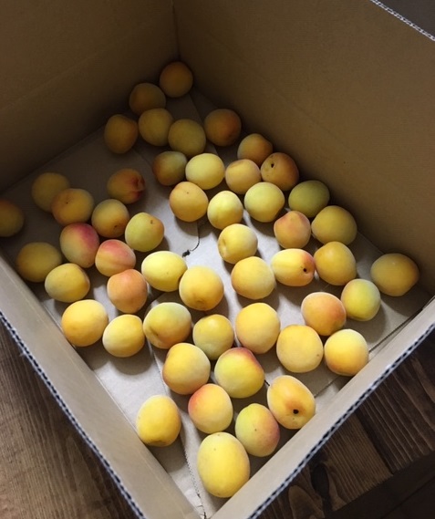 f:id:kojimarux:20190609012659j:plain f:id:kojimarux:20190609012659j:plain