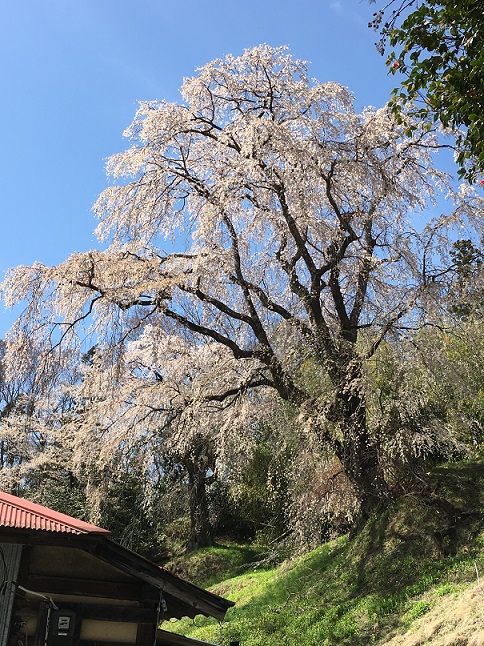 f:id:kojimarux:20200322144425j:plain f:id:kojimarux:20200322144425j:plain