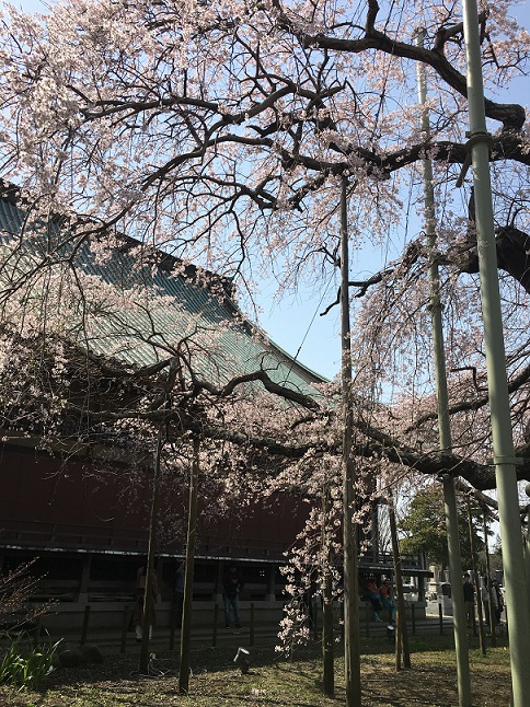 f:id:kojimarux:20200322145257j:plain f:id:kojimarux:20200322145257j:plain