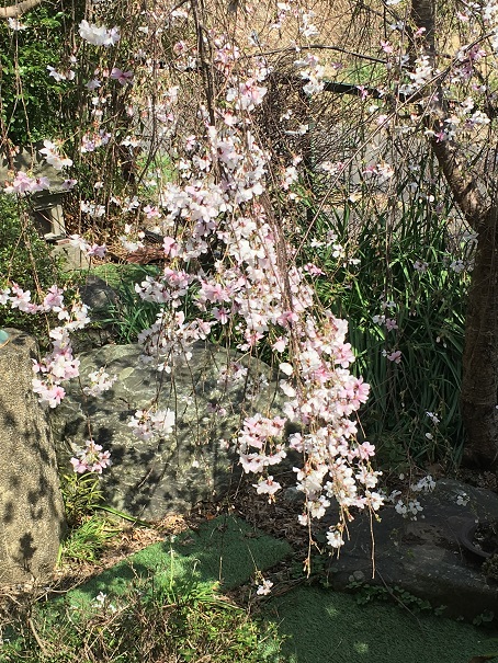f:id:kojimarux:20200322145757j:plain f:id:kojimarux:20200322145757j:plain