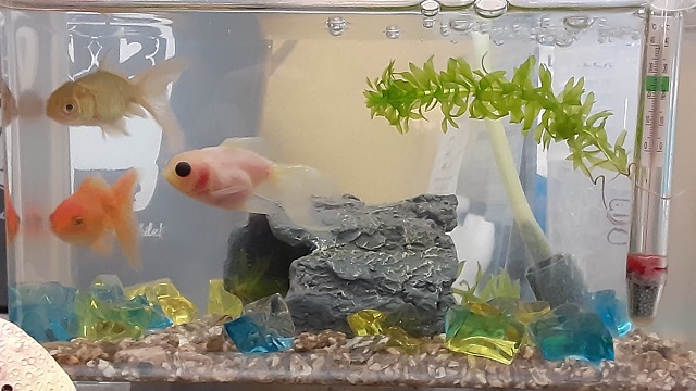 f:id:kojin_d17:20210321132927j:plain