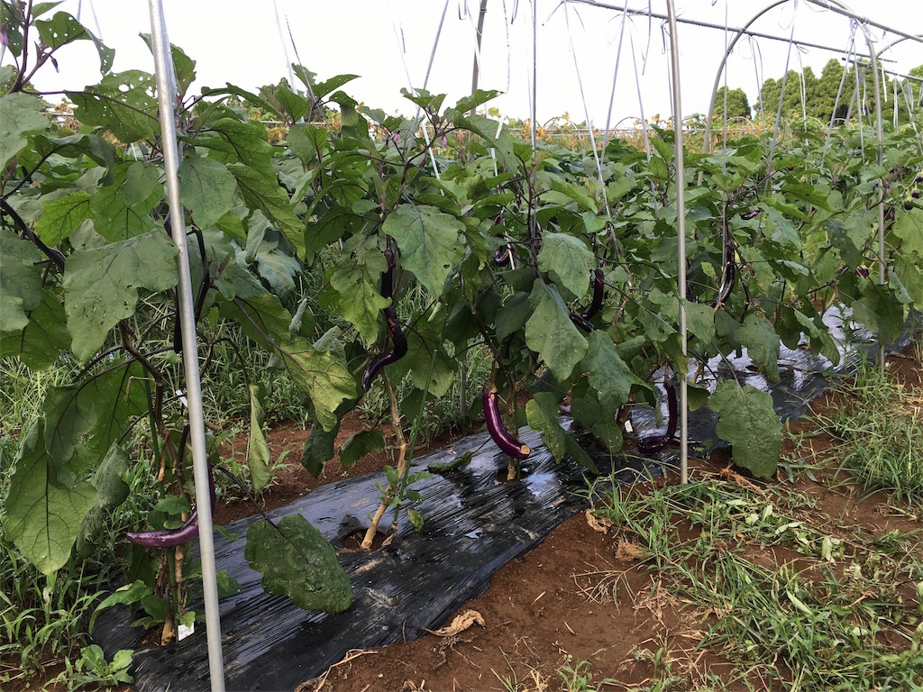 f:id:kojirocamp:20160820234358j:image f:id:kojirocamp:20160820234358j:image