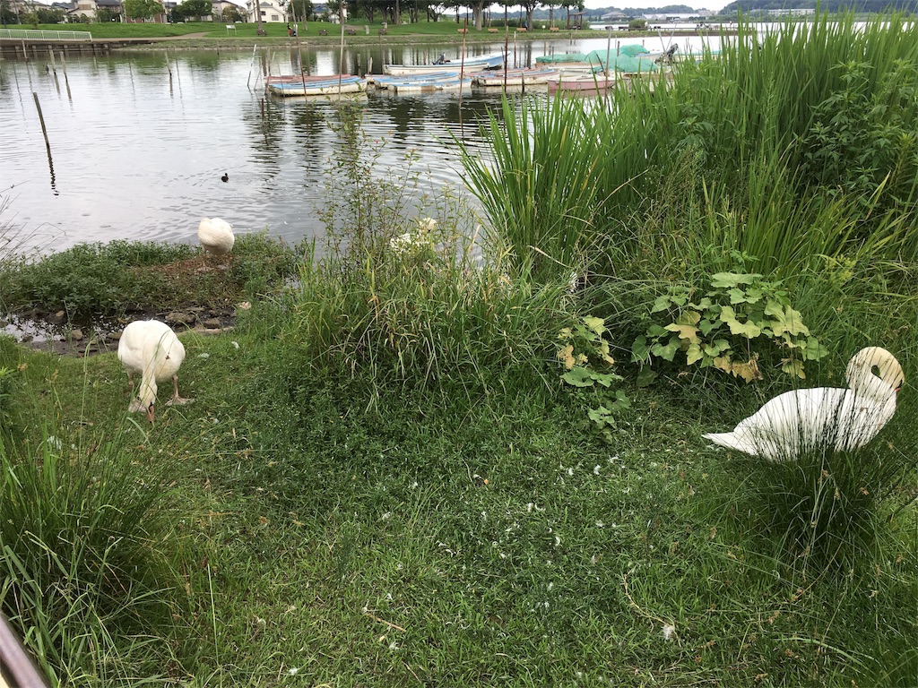 f:id:kojirocamp:20170820200709j:image f:id:kojirocamp:20170820200709j:image