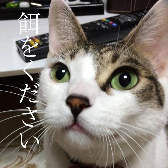 f:id:kojirooooocks:20180219224743j:plain