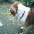 f:id:kokada_jnet:20060420121151j:image